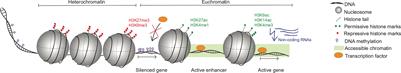 Localization Matters: Epigenetic Regulation of Natural Killer Cells in Different Tissue Microenvironments